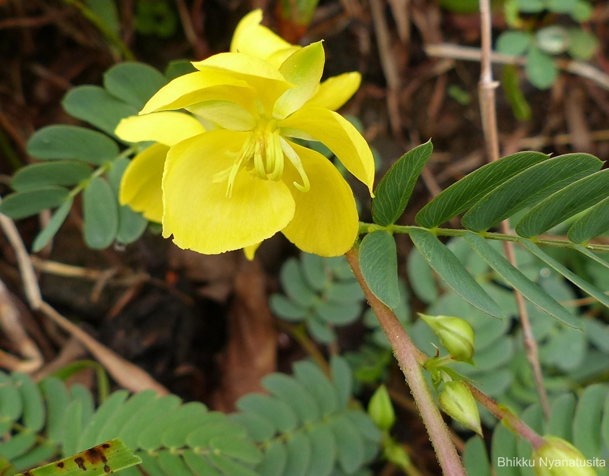 Chamaecrista kleinii (Wight & Arn.) V.Singh
